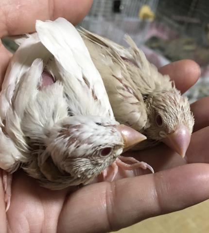 クリーム文鳥　雛