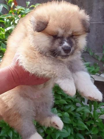 秋田犬 子犬や子猫たちのペット販売情報が満載 ペットステーション