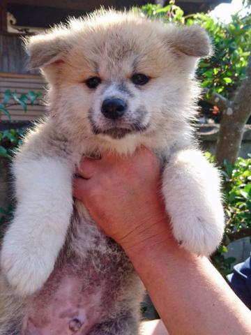 秋田犬