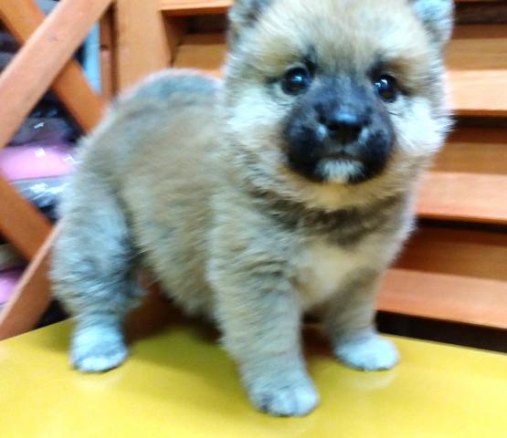 柴犬