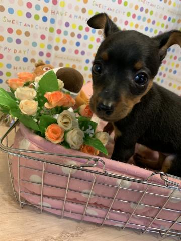 ミニチュアピンシャー