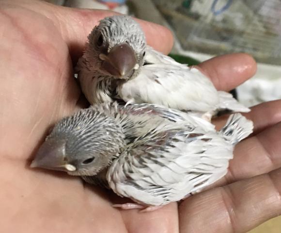 シルバー文鳥　雛