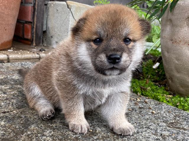柴犬