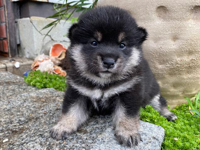 柴犬