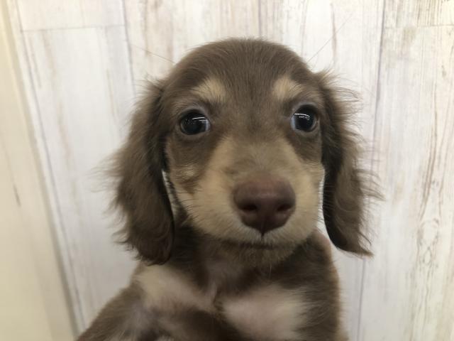 ミニチュアダックスフンド