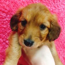 ミニチュアダックスフンドむちむちダックスちゃん🥰❤️ 大阪府泉大津市