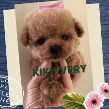 キキベリー