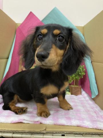 ミニチュアダックスフンド