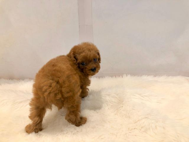 トイプードル 子犬や子猫たちのペット販売情報が満載 ペットステーション