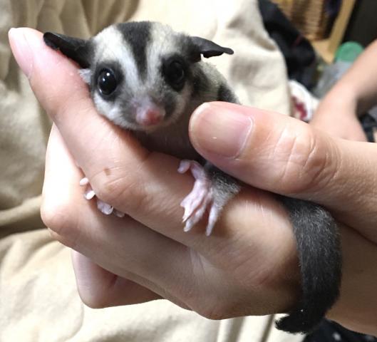 フクロモモンガ　ノーマル