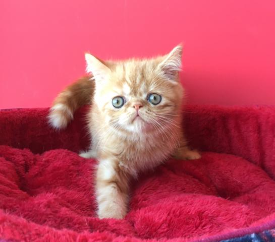 エキゾチックショートヘアー