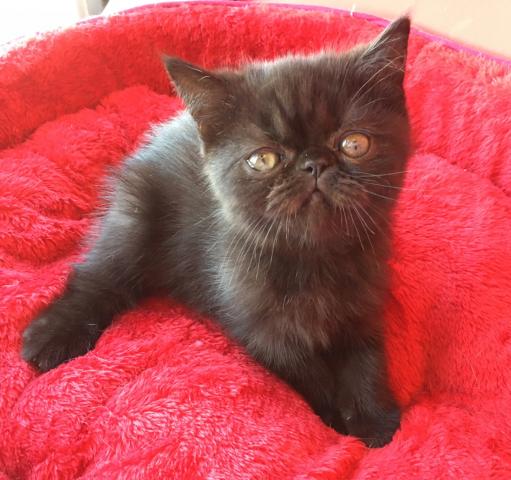 エキゾチックショートヘアー