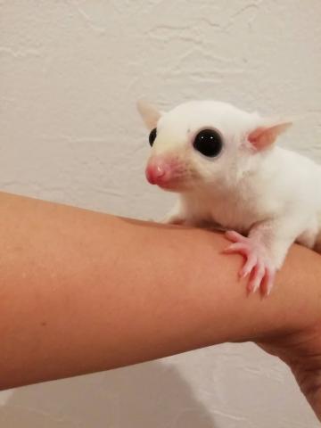 フクロモモンガ