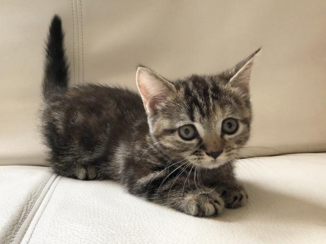 マンチカン短足♡クラシックタビー