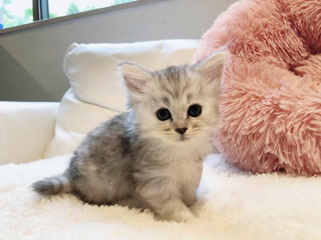 ミヌエット（旧ナポレオン）ふわふわ♡足長ちゃん