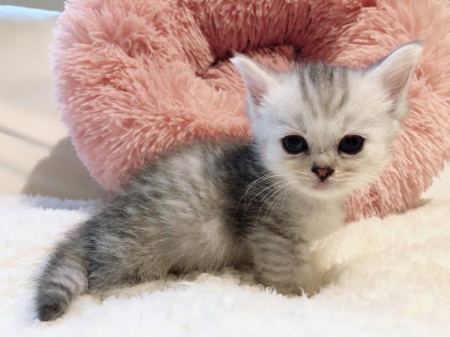 ミヌエット（旧ナポレオン）短足♡