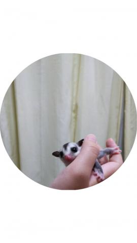 フクロモモンガ