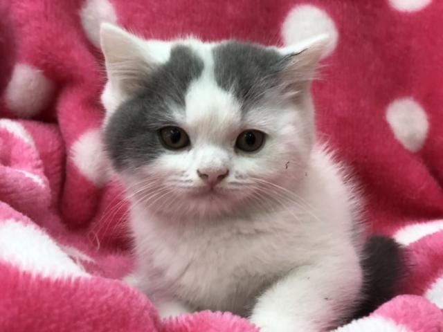 ブリティッシュショートヘア
