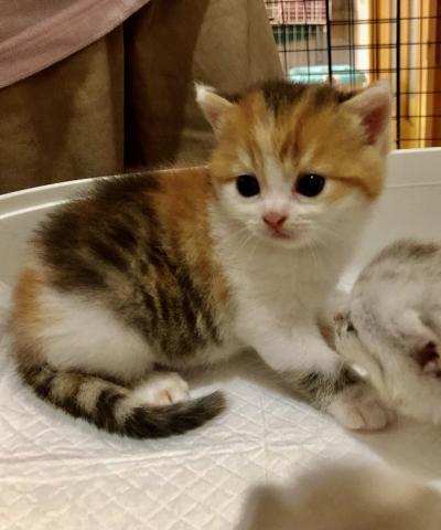 ミヌエット（旧ナポレオン）