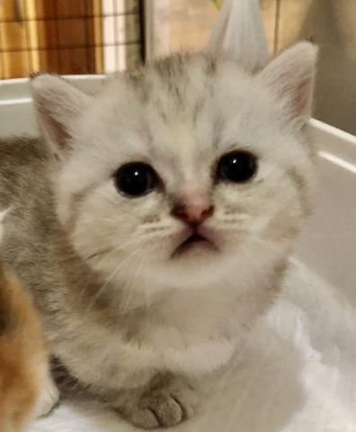 ミヌエット（旧ナポレオン）