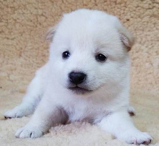 柴犬