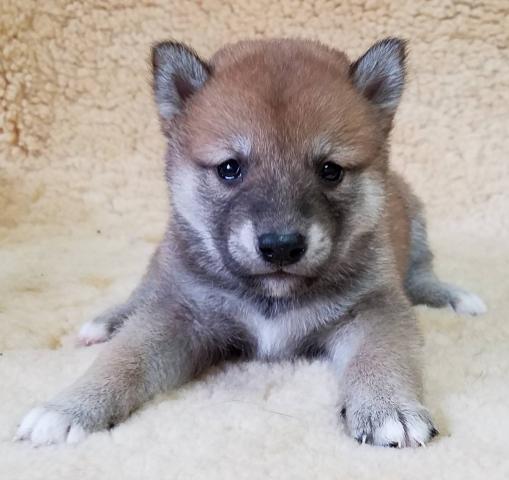 柴犬