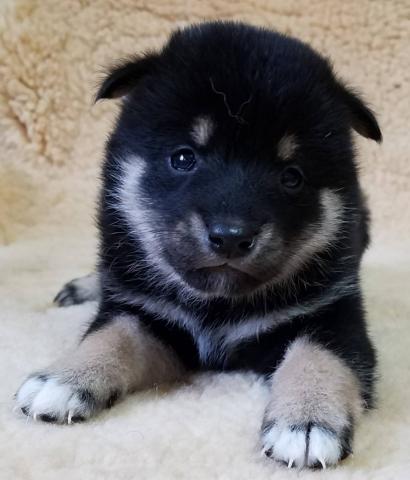 柴犬