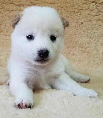柴犬
