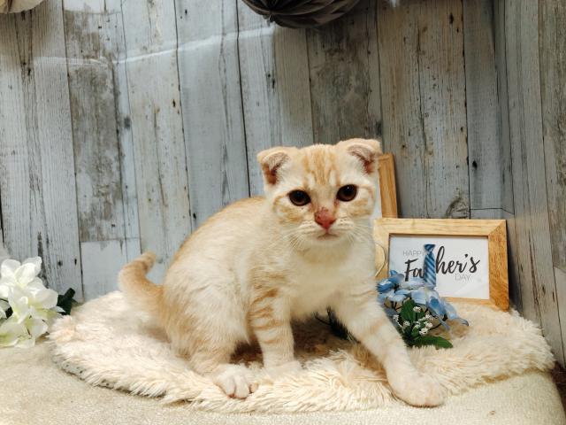 スコティッシュフォールド