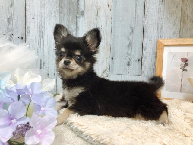 チワワ(ロングコート)