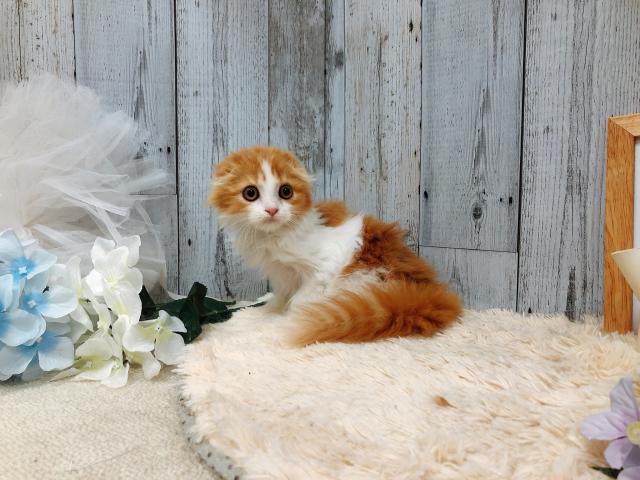 スコティッシュフォールド