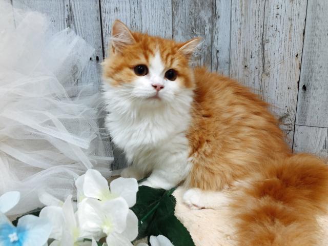 スコティッシュフォールド