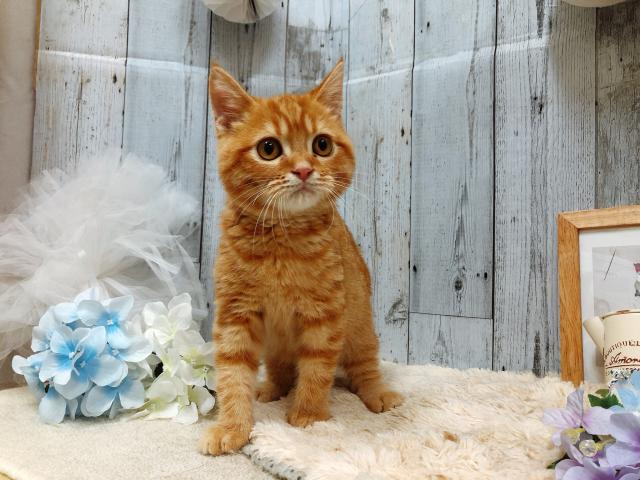 スコティッシュフォールド