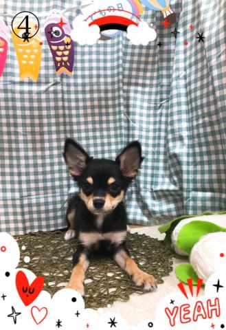 チワワ(ロングコート)