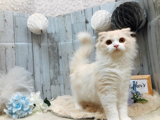 スコティッシュフォールド