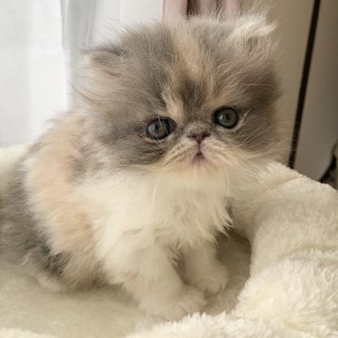 エキゾチックショートヘアーロング