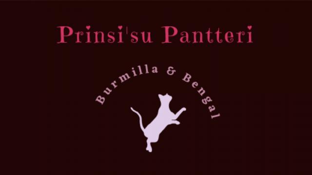 Prinsi'su_Pantteri（プリンシスパンテリッ）