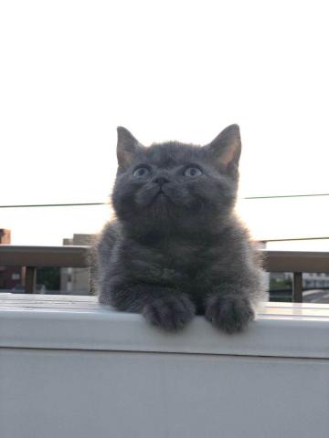 ブリティッシュショートヘア