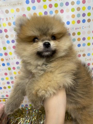 ポメラニアン