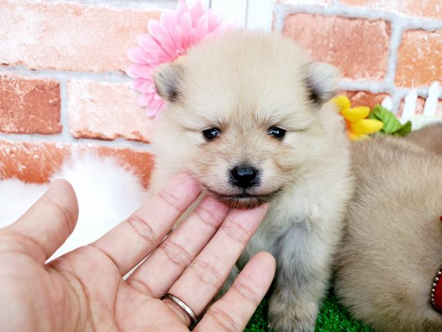 ポメラニアン