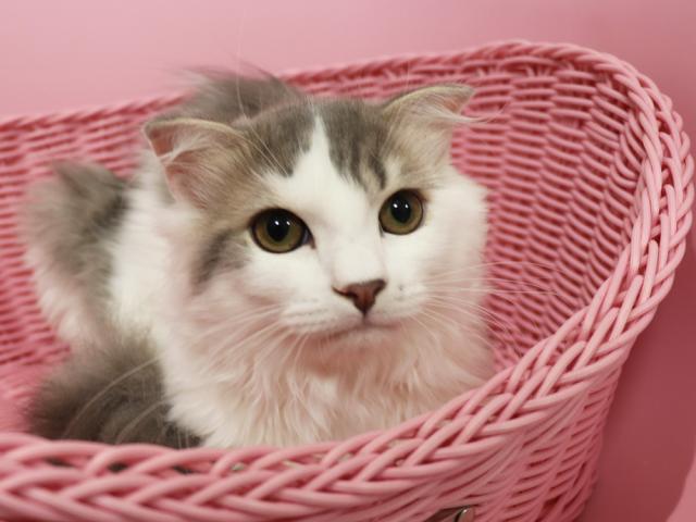 スコティッシュフォールド