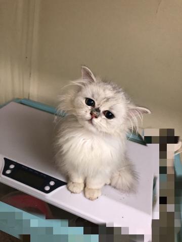 ペルシャ・ヒマラヤン