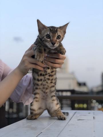 ベンガル