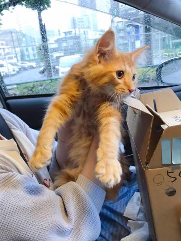 ノルウェージャンフォレストキャット