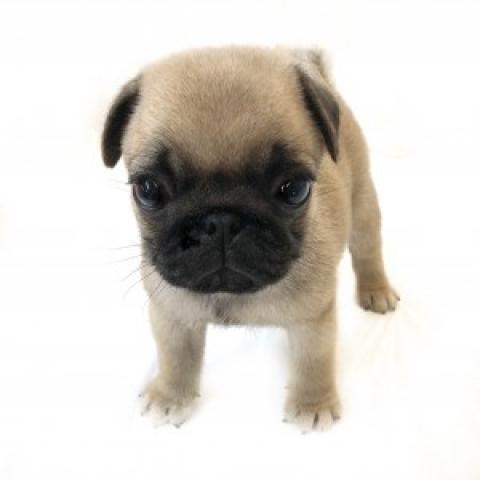 パグ