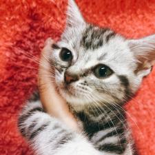アメリカンショートヘアー抱っこ大好きアメショくん🐈❣️ 大阪府泉大津市