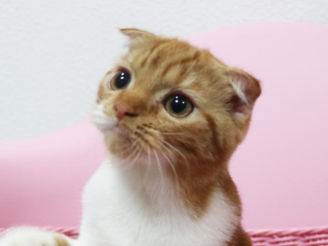 スコティッシュフォールド