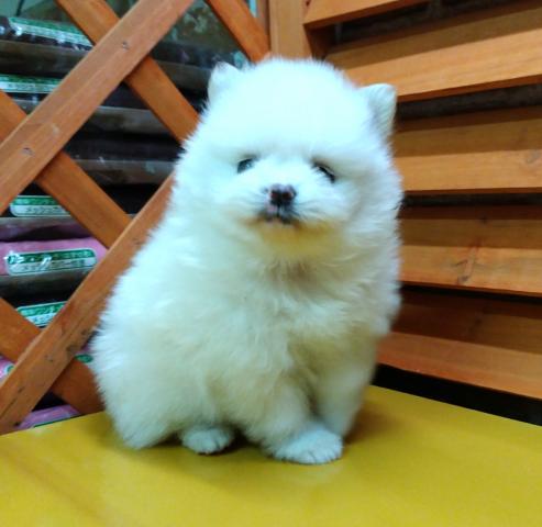 ポメラニアン