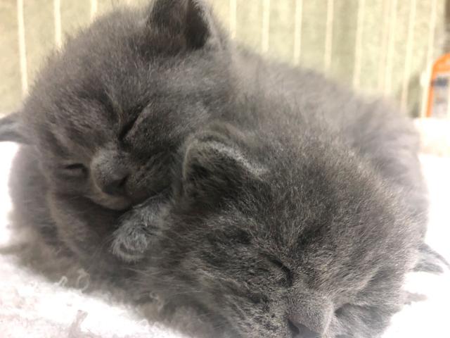 ブリティッシュショートヘア