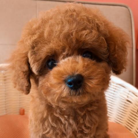 トイプードル💕今だけ大特価‼️モコ可愛い！タイニープードル君💕